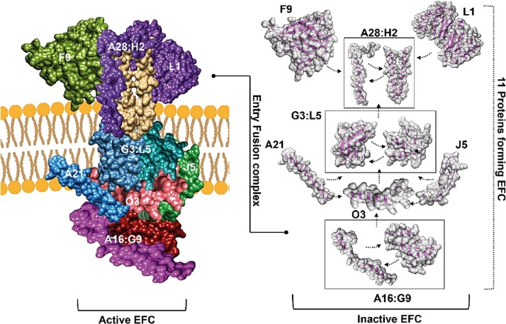 Fig. 12