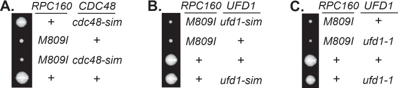 Figure 5—figure supplement 2.