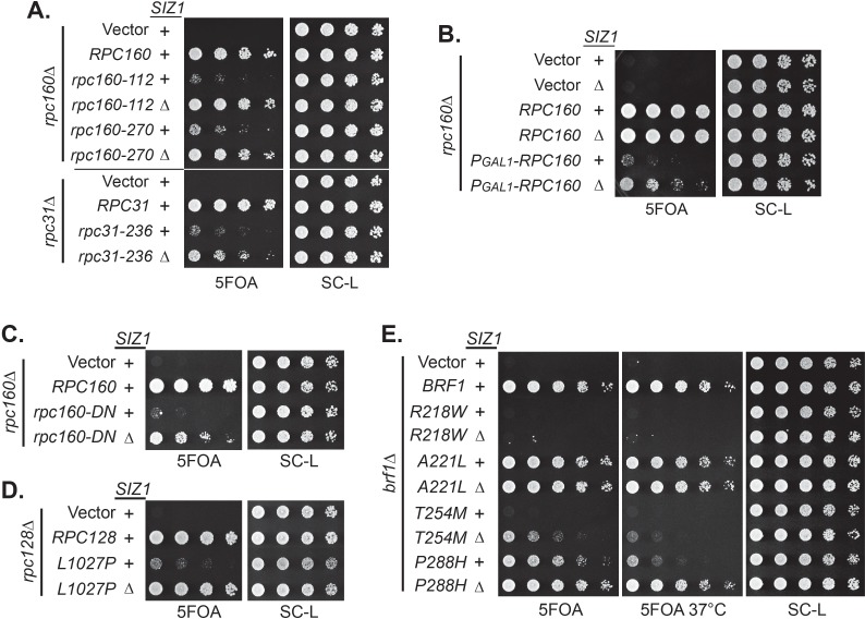 Figure 2—figure supplement 2.