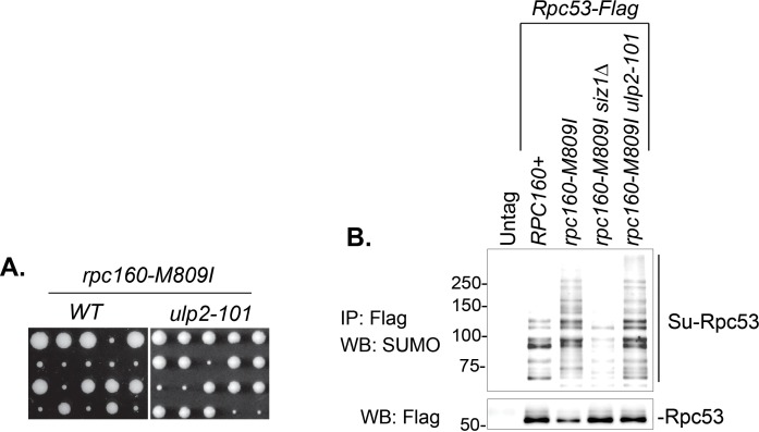 Figure 5—figure supplement 1.