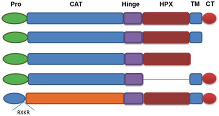 graphic file with name nihms-998854-f0001.jpg