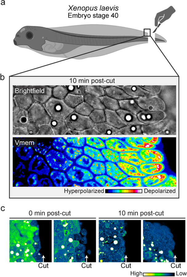 Figure 6: