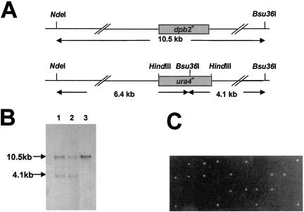 Figure 2.