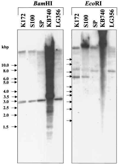 FIG. 7