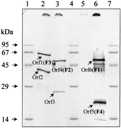 FIG. 6