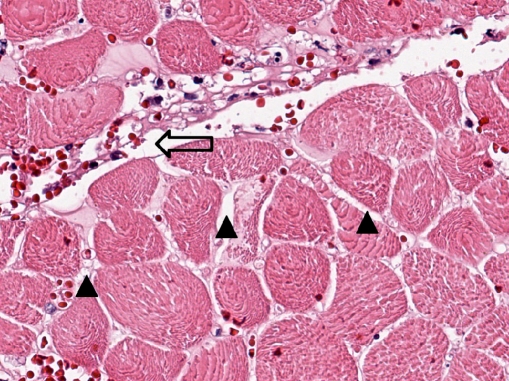 Fig. 6