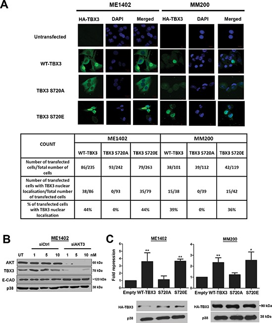 The T-box transcription factor, TBX3, is a key substrate of AKT3 in ...