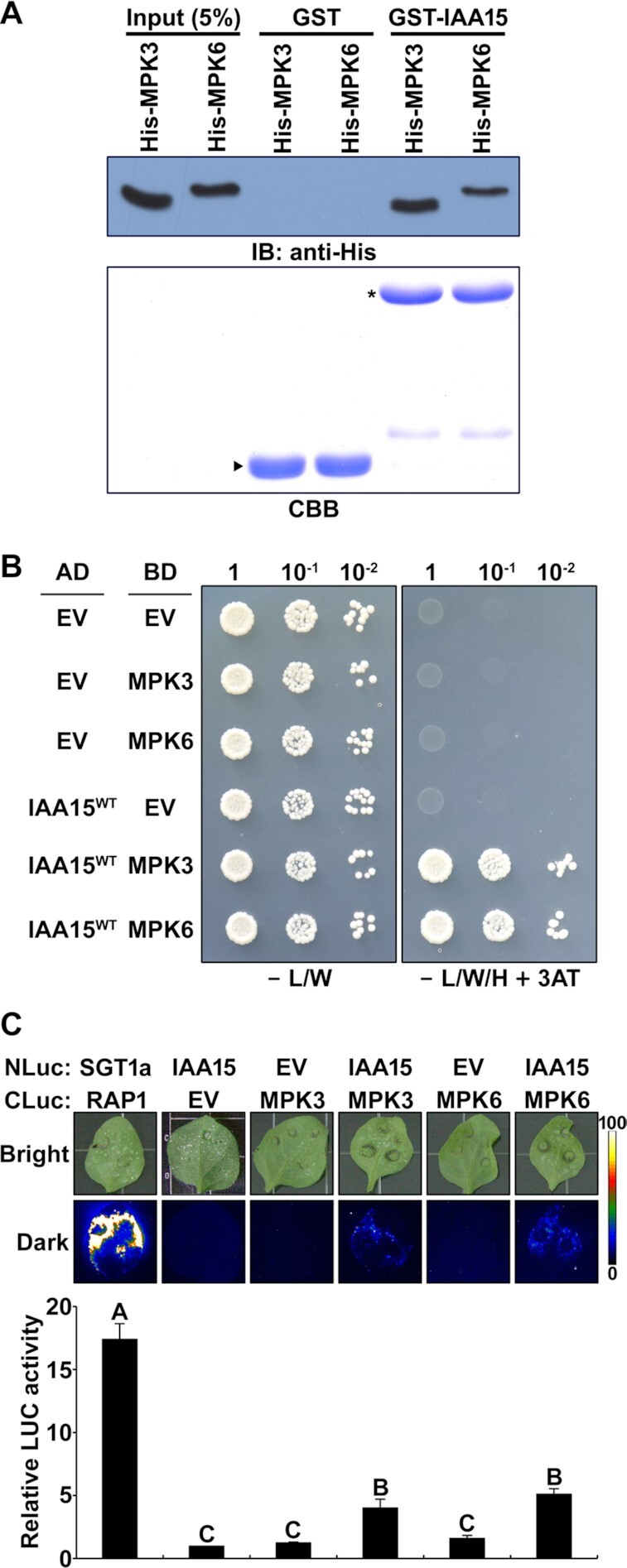 Figure 2.