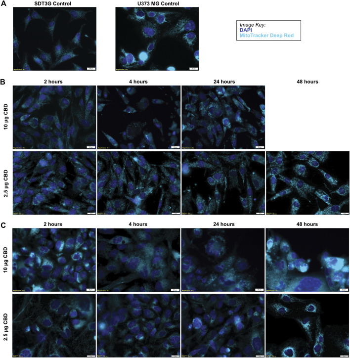 FIGURE 4