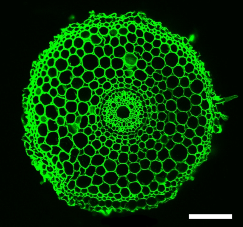 Figure 7.