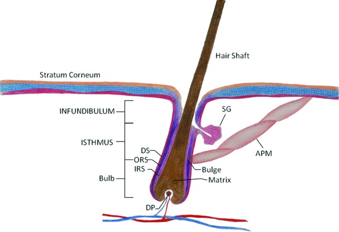 Hair Follicle: A Novel Source of Multipotent Stem Cells for Tissue ...