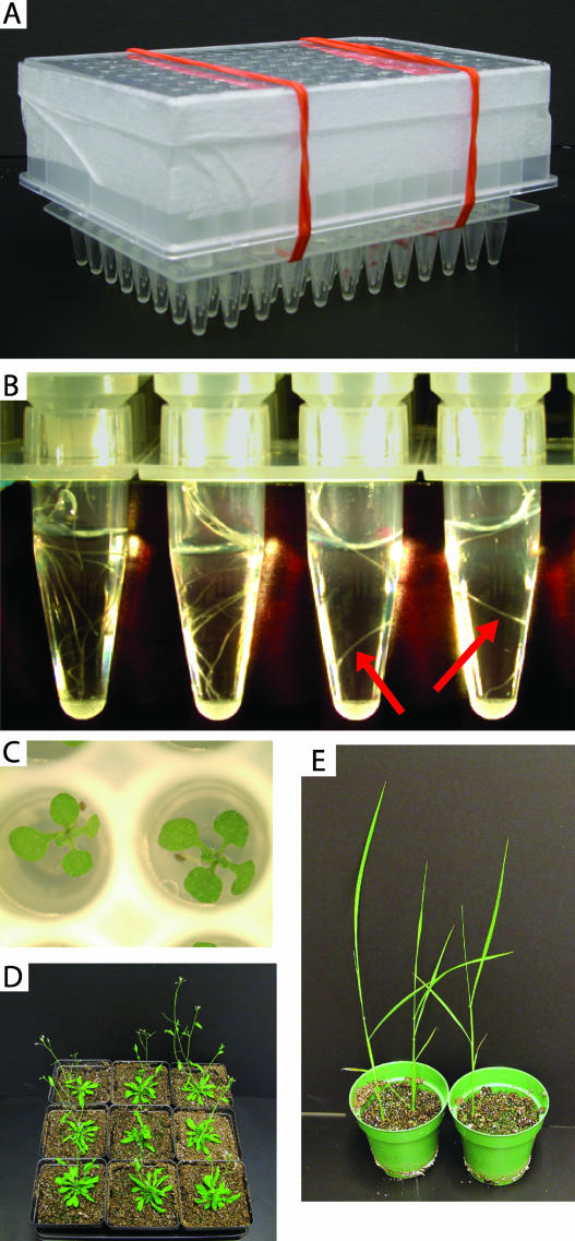 Figure 3.