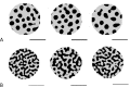 Fig 12