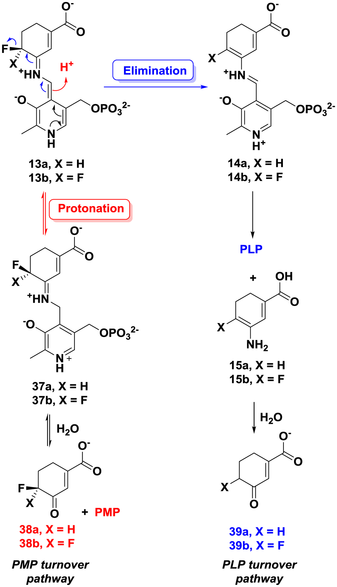 Scheme 4.