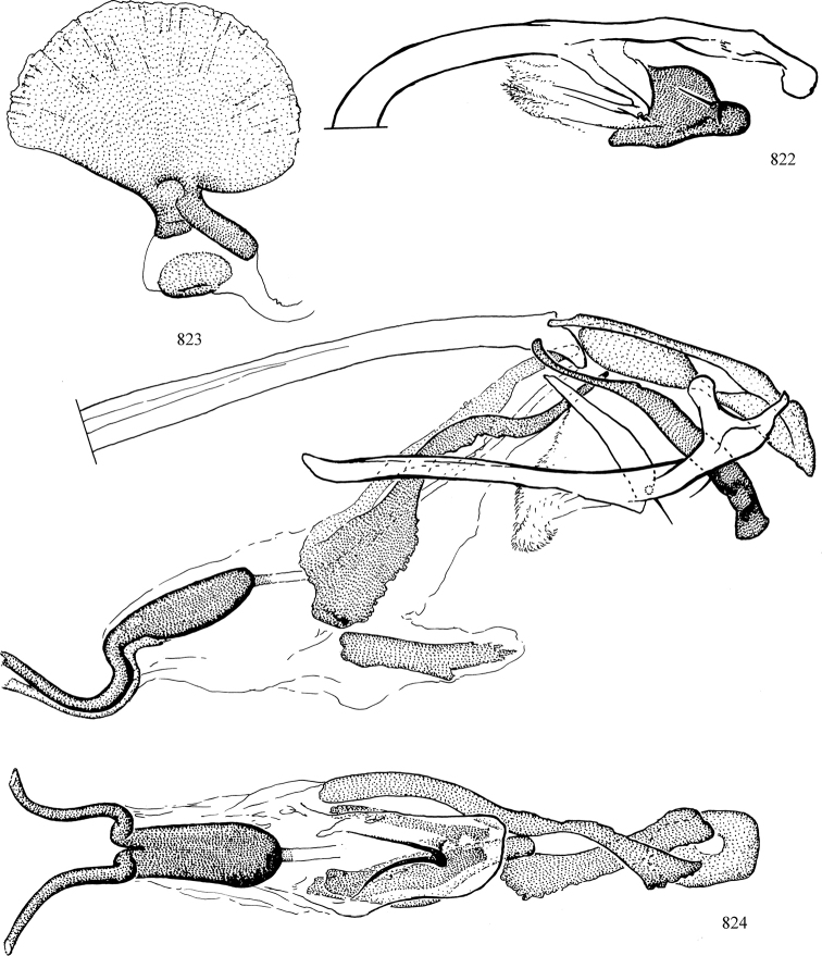 Figures 822–824.