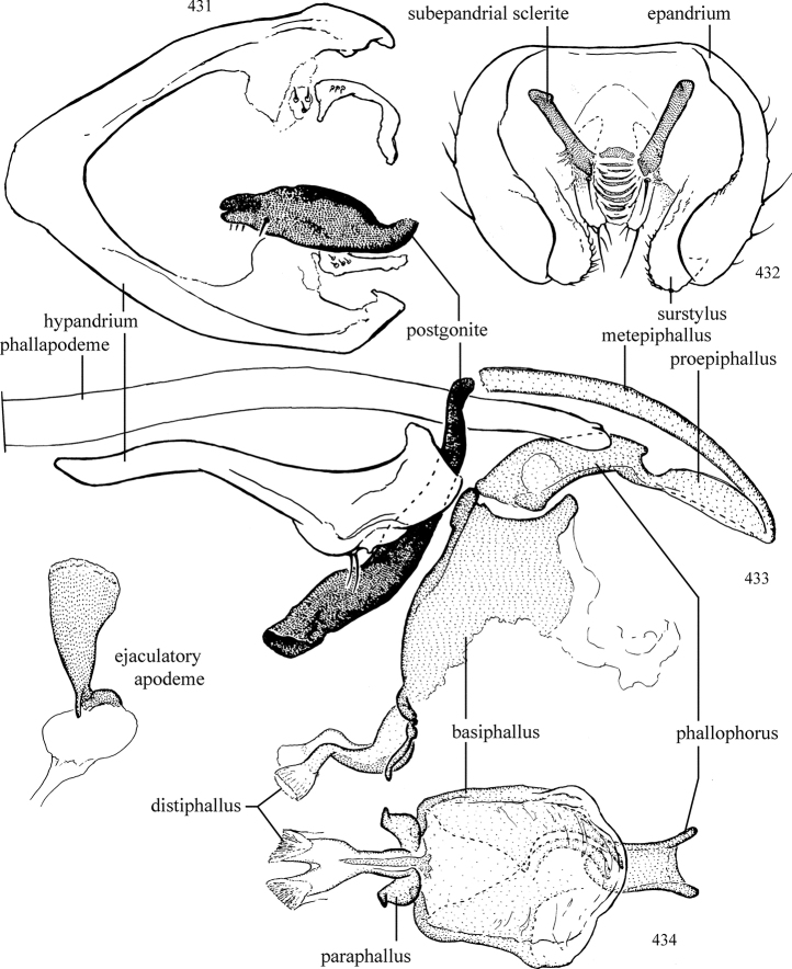 Figures 431–434.