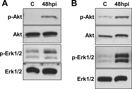 FIG. 5.