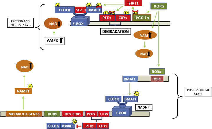 Figure 2