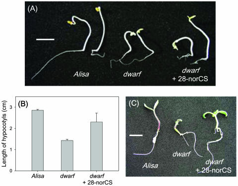 Figure 7.