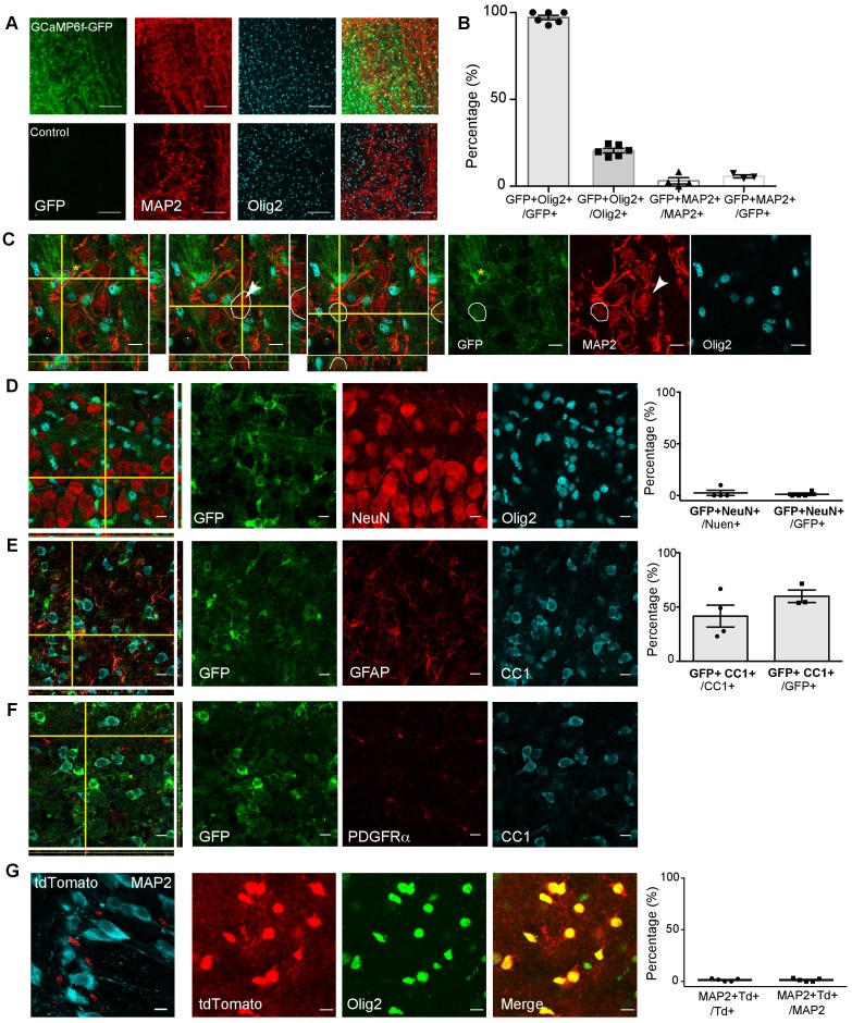 Figure 5—figure supplement 1.