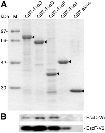 FIG. 5.