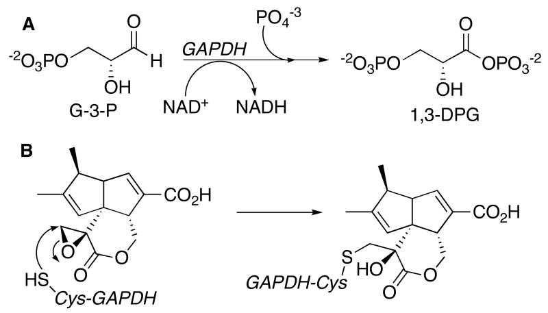 Scheme 2