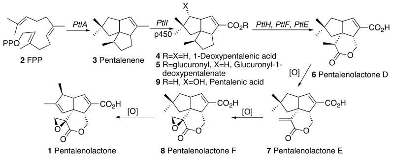 Scheme 1