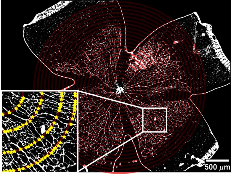 Fig. 10