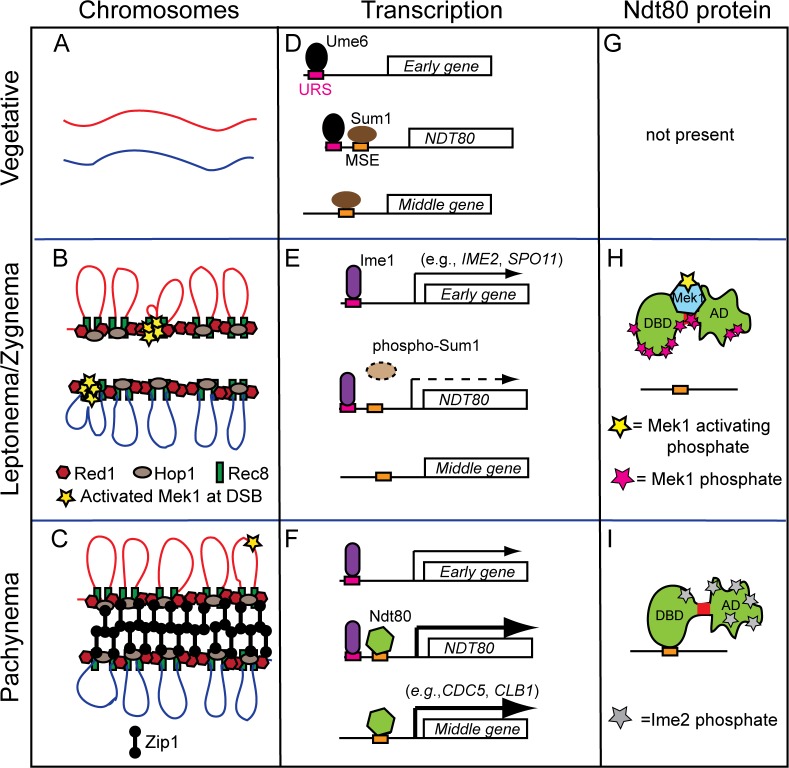 Fig 7