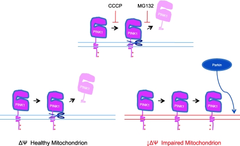 FIG. 2.