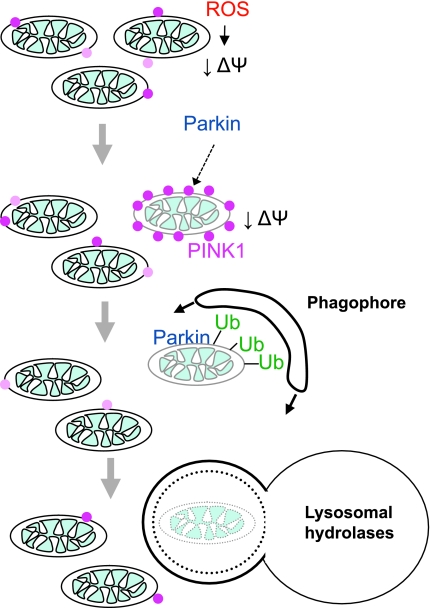 FIG. 4.