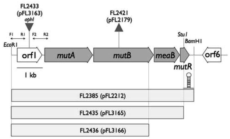 Fig.1