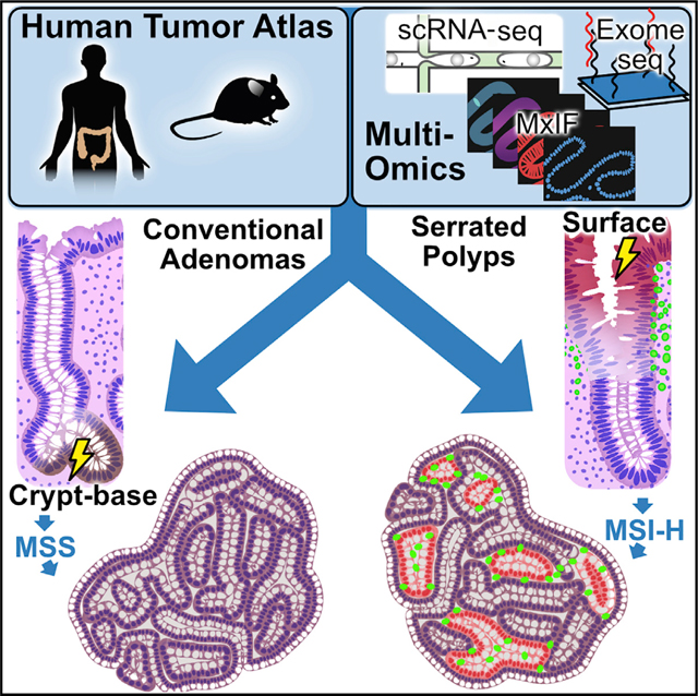 graphic file with name nihms-1758707-f0008.jpg