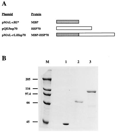 FIG. 1