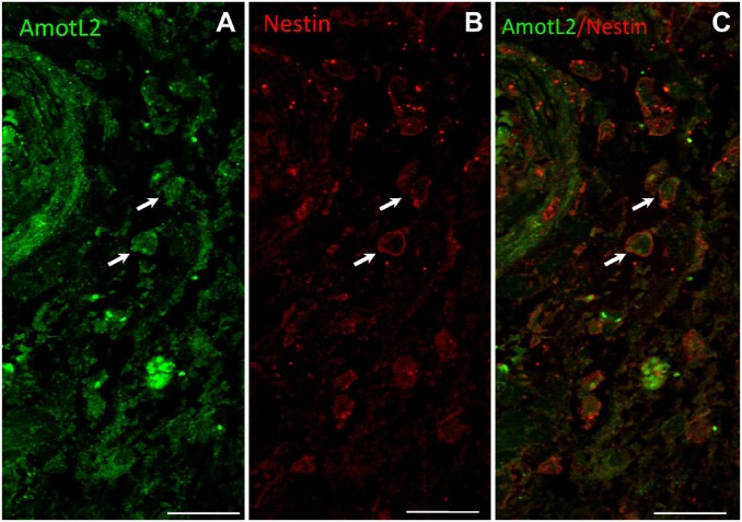 Figure 4.