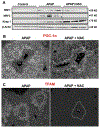 Figure 5: