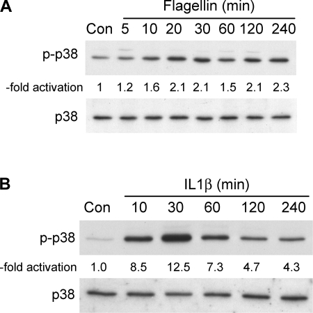 Fig. 6.