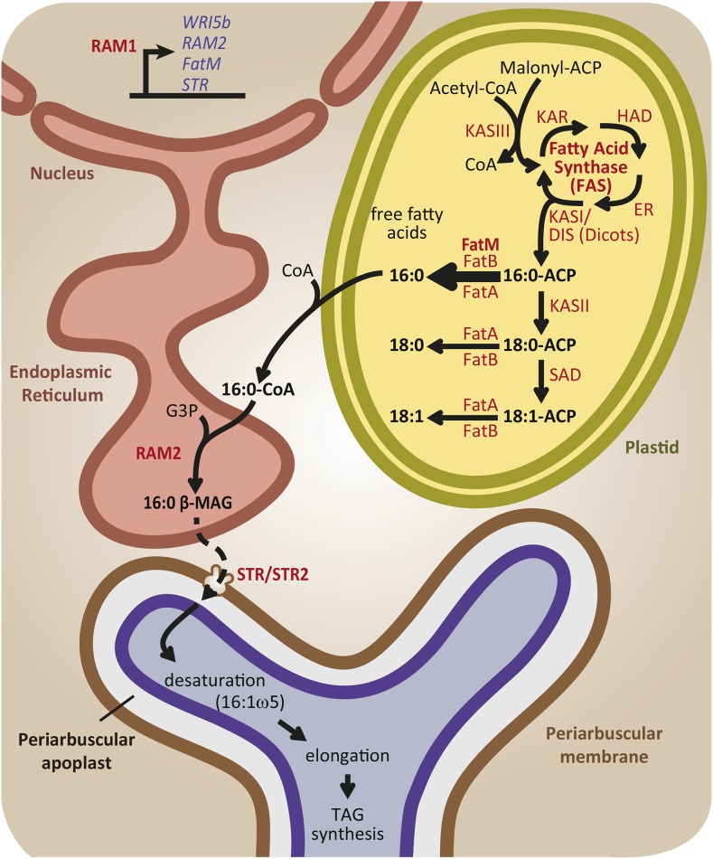 Figure 3.