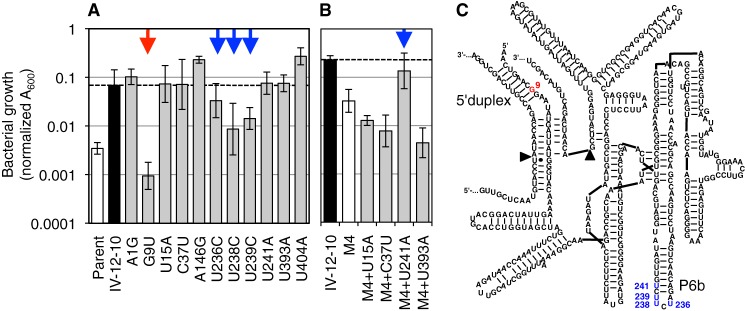 FIGURE 5.