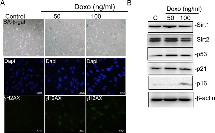 Fig 10