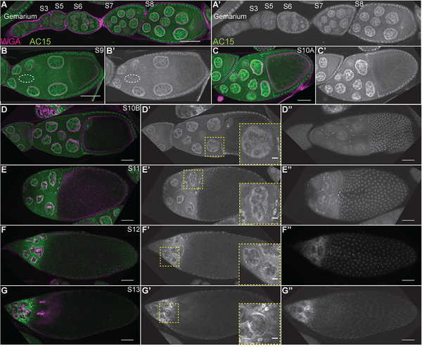 Figure 9: