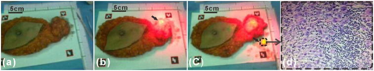 Fig 10