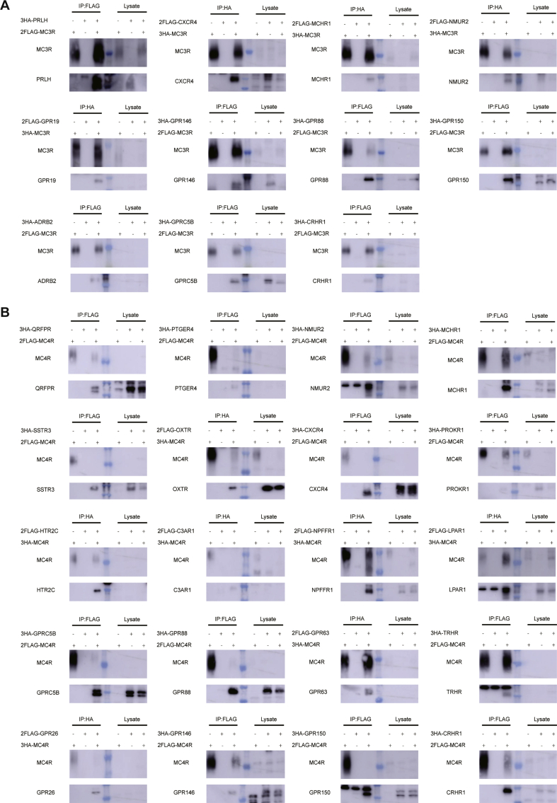 Supplementary Figure 1