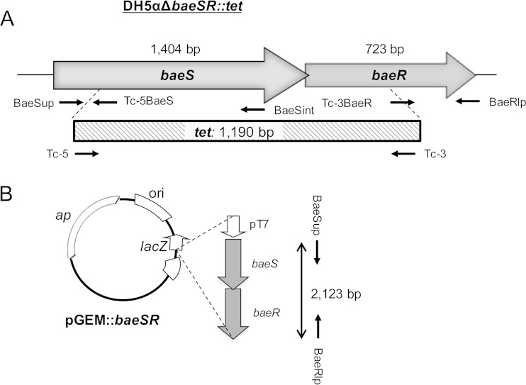 FIG 1