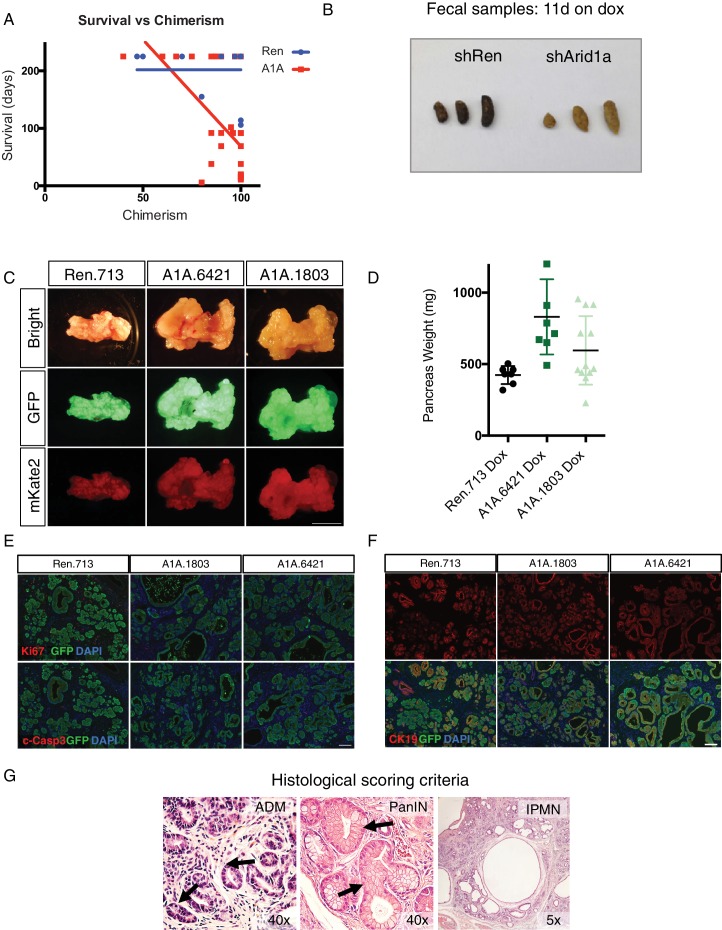 Figure 2—figure supplement 1.