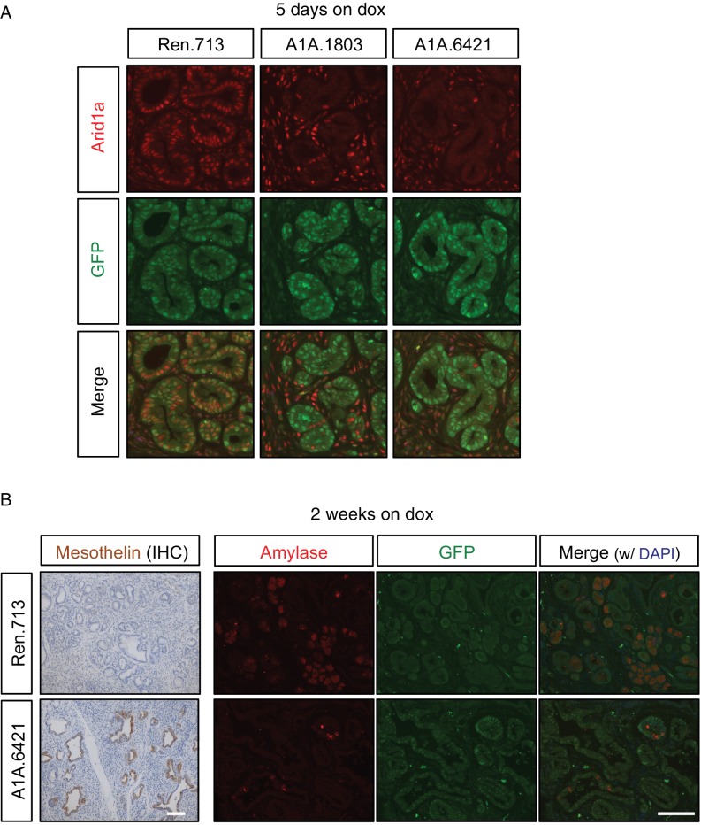 Figure 6—figure supplement 1.