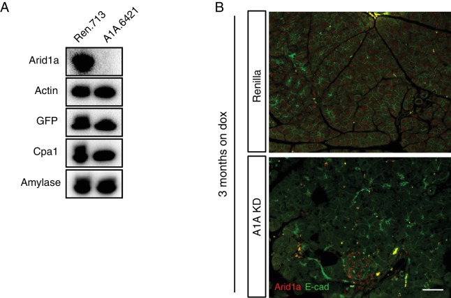 Figure 3—figure supplement 1.