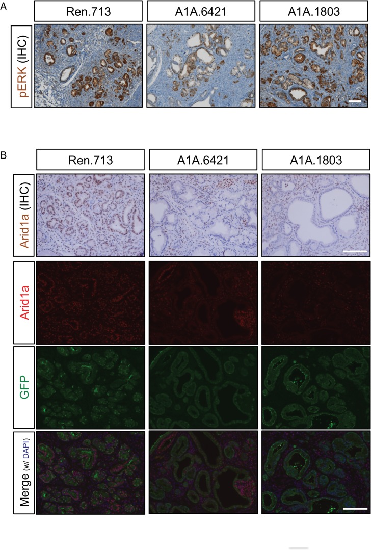 Figure 1—figure supplement 1.