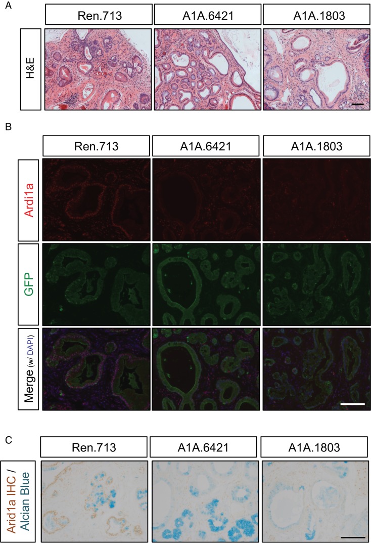 Figure 2—figure supplement 2.