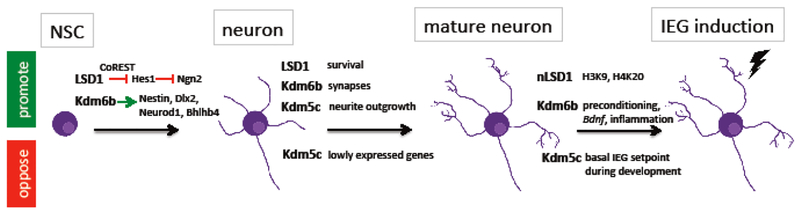 Figure 1: